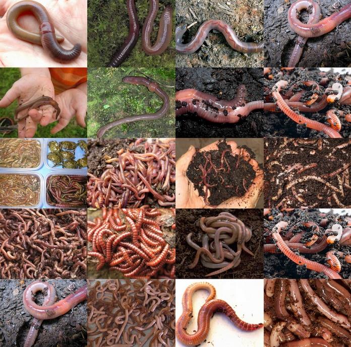 Как хранить червя