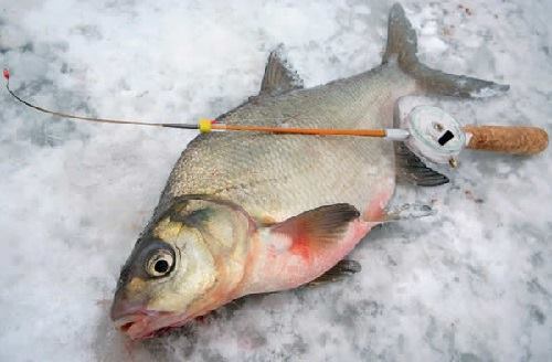 Особенности зимней рыбалки на леща: выбор оснастки и приманки