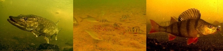 Фотографии рыбы с подводной камеры