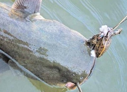 рыбалка ловля сома на лягушку