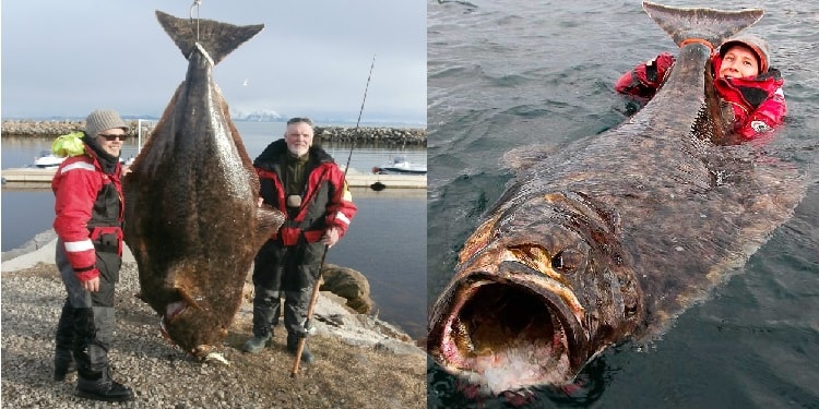 Ловля палтуса в Норвегии