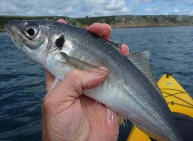 Снасти для морской рыбалки в крыму - В чем разница, плюсы и минусы