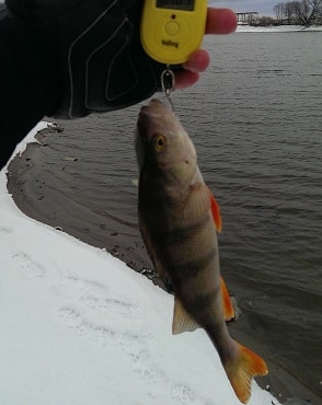 Зимняя рыбалка на джиг