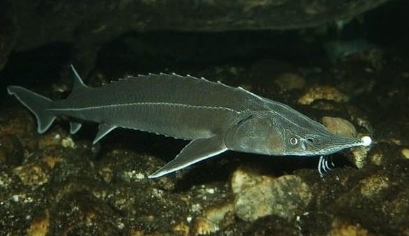 Стерлядь - осетровая рыба